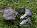 Hygrophorus camarophyllus